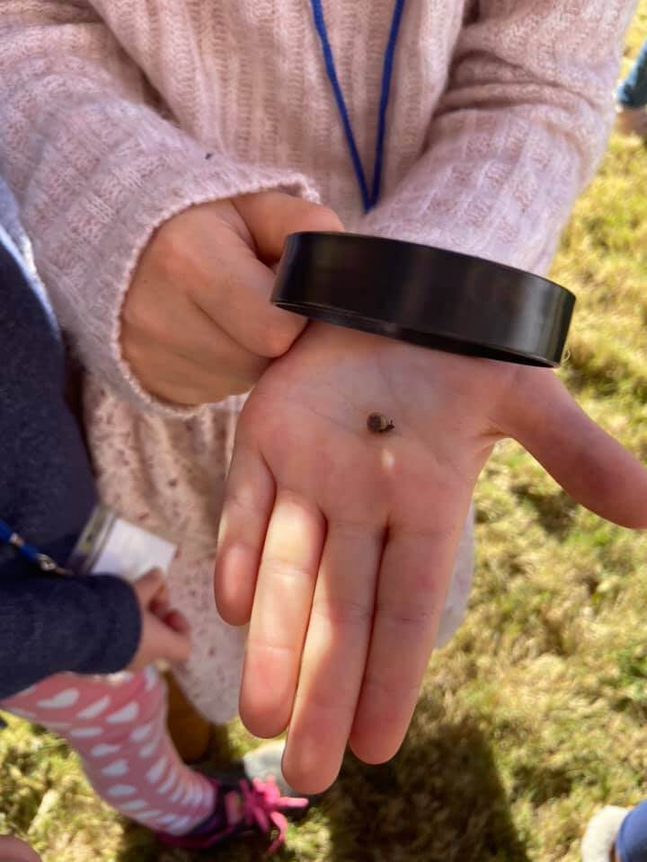 Bug class