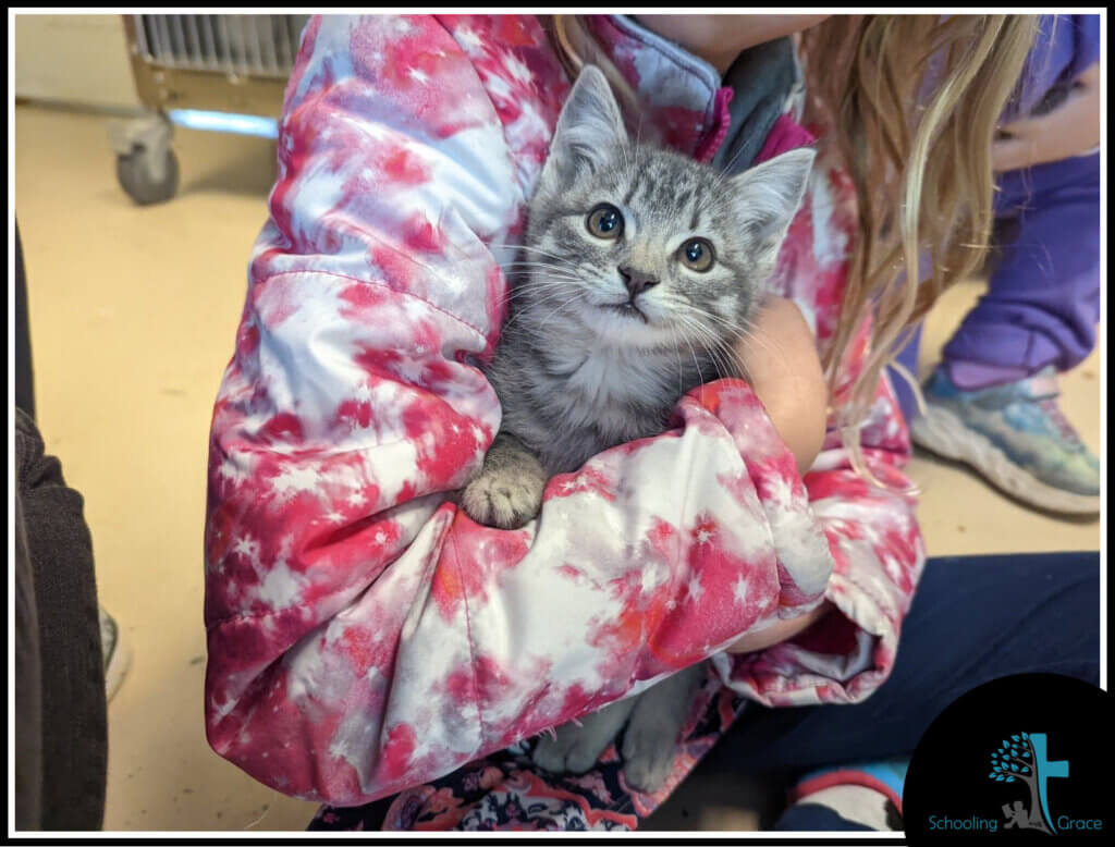 gray shelter cat