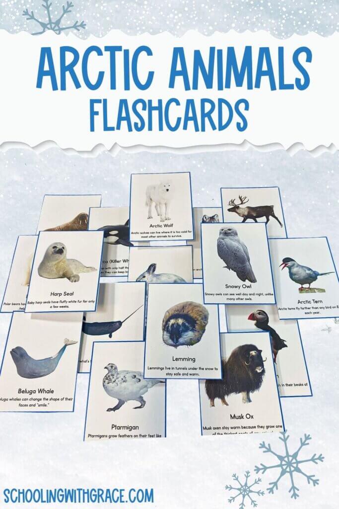 Arctic Animals Flashcards